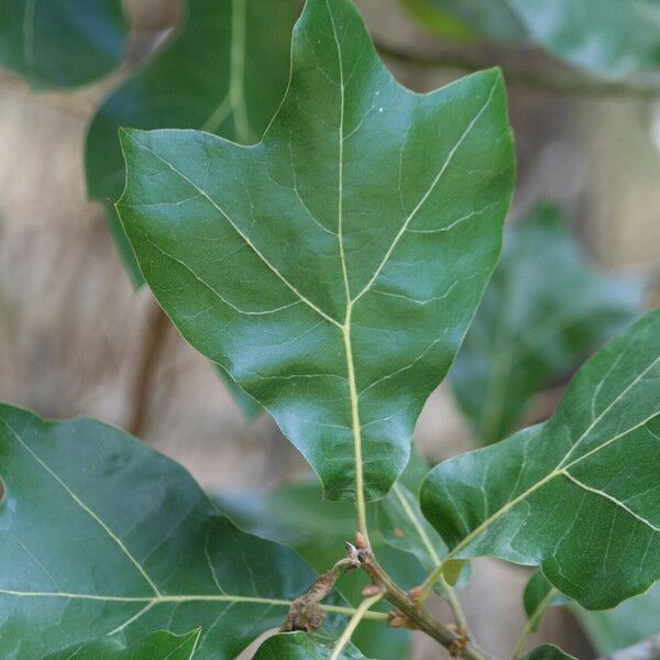 Quercus marilandica Leaf