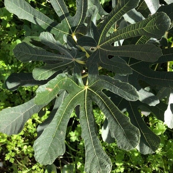 Ficus carica Folha