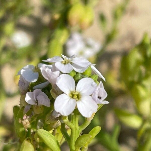 Cakile maritima Bloem