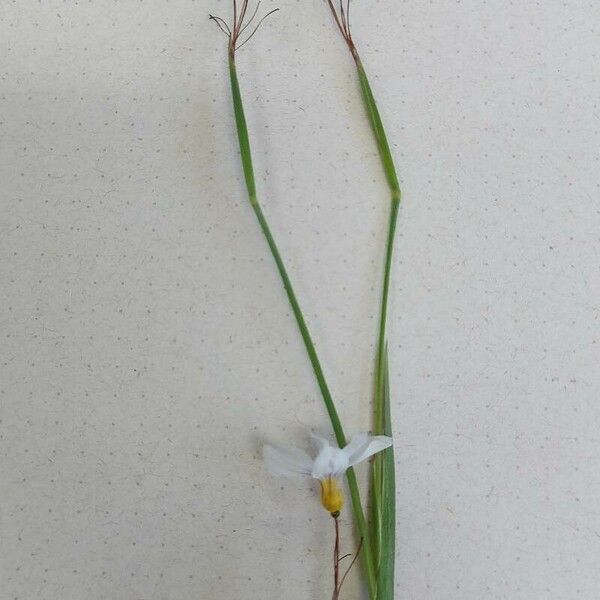 Sisyrinchium angustifolium Цветок