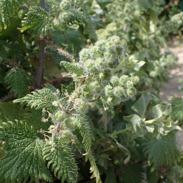 Urtica pilulifera Máis