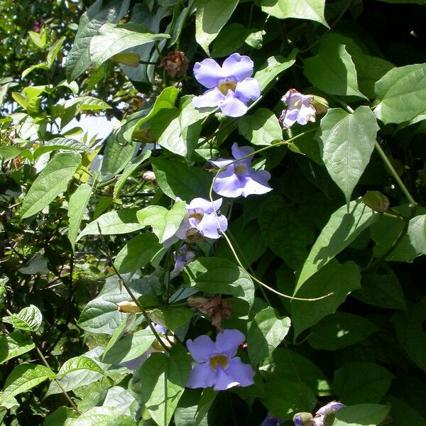 Thunbergia grandiflora Flower