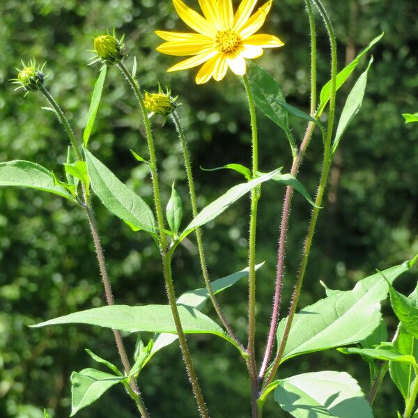 Helianthus tuberosus Bloem