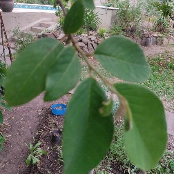 Annona cherimola Leaf