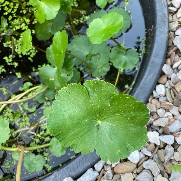 Hydrocotyle ranunculoides Foglia