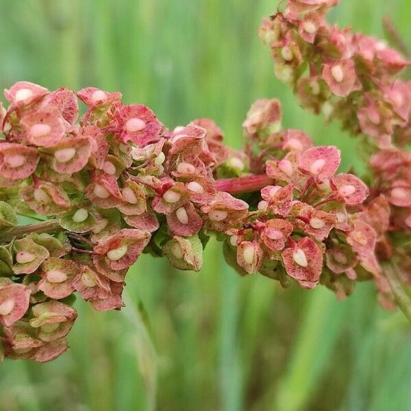 Rumex longifolius Ffrwyth