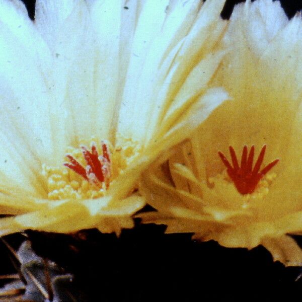 Parodia buiningii Flors