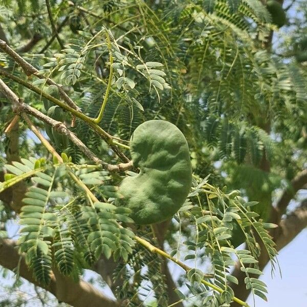 Enterolobium contortisiliquum Fruit