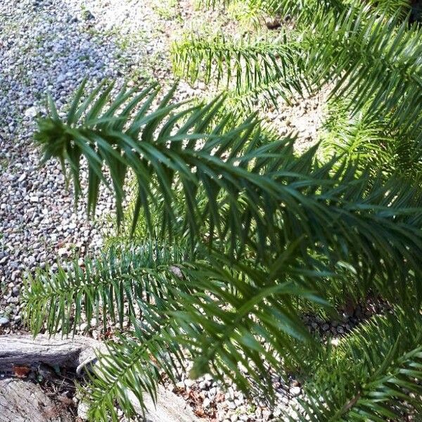 Cunninghamia lanceolata Leaf