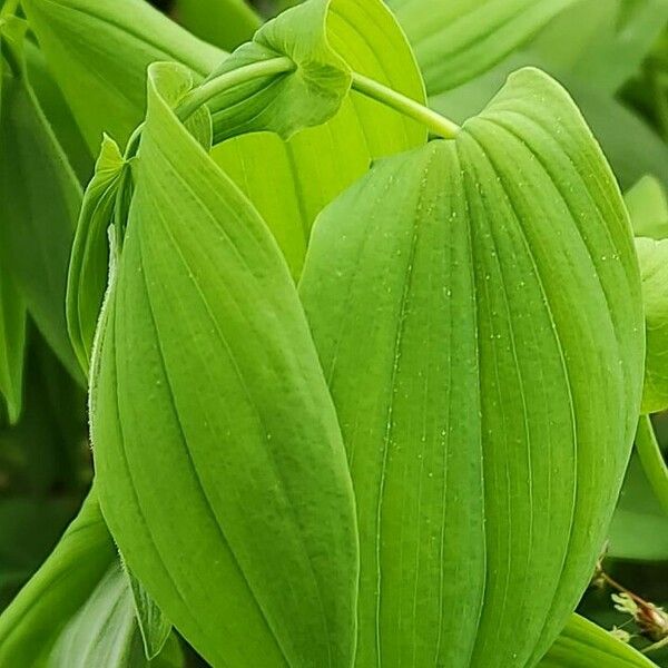 Uvularia grandiflora 葉