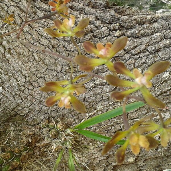 Encyclia tampensis Flower