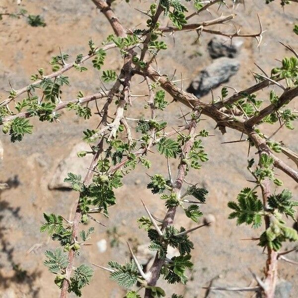 Acacia tortilis Lapas