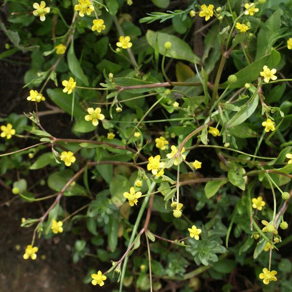 Ranunculus ophioglossifolius Plante entière