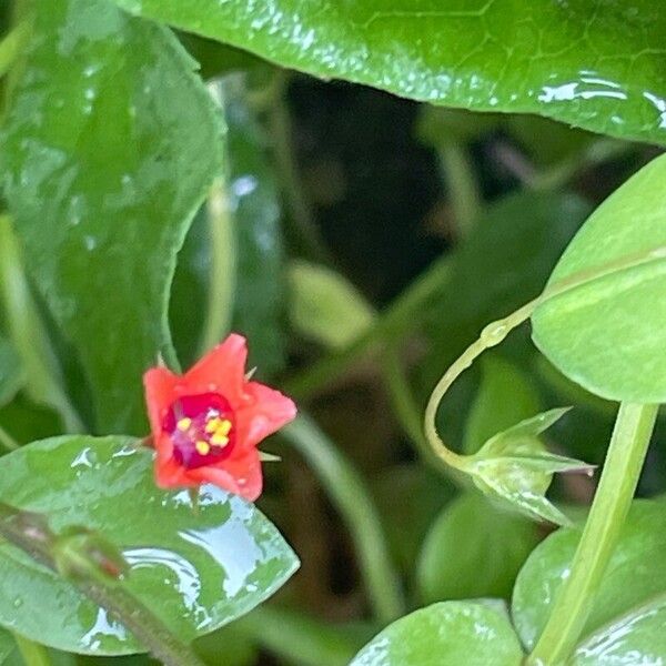 Lysimachia arvensis Flower