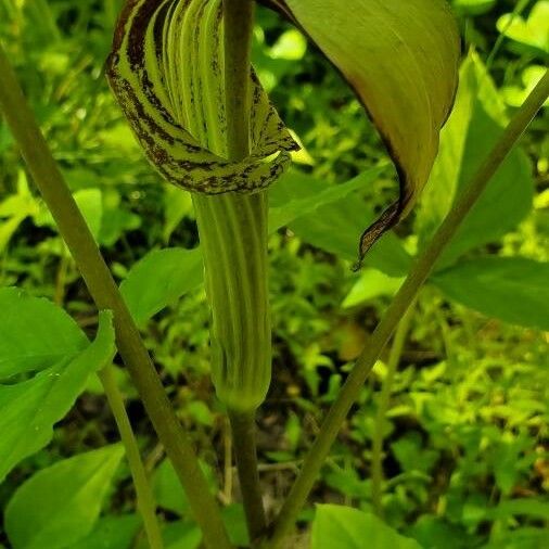 Arisaema triphyllum Fiore