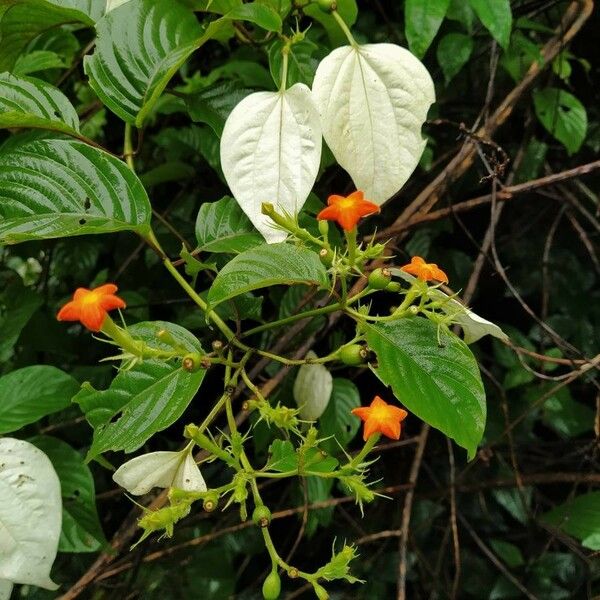 Mussaenda frondosa 花