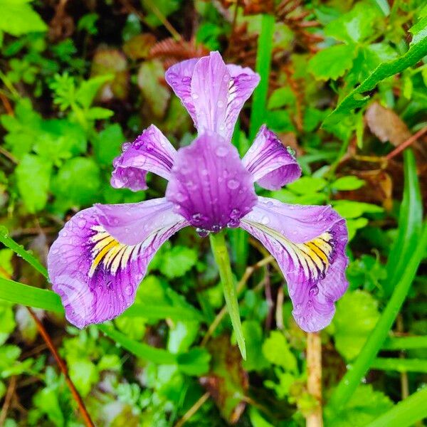 Iris tenax Floare