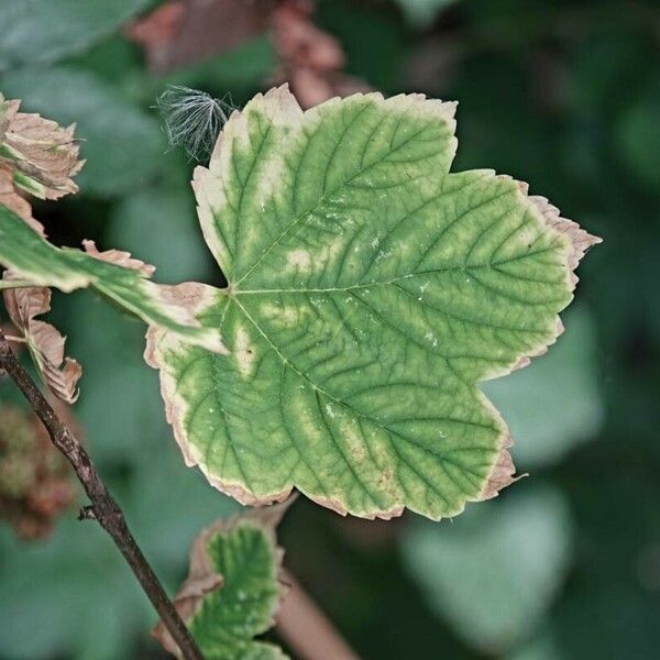 Acer opalus Ліст