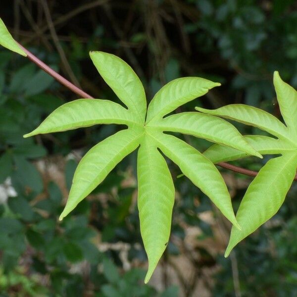 Merremia tuberosa Blatt