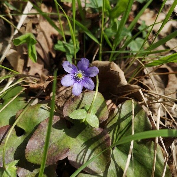 Hepatica nobilis Flower