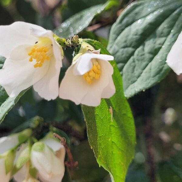 Philadelphus pubescens Lehti