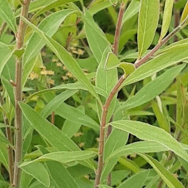 Spiraea thunbergii পাতা