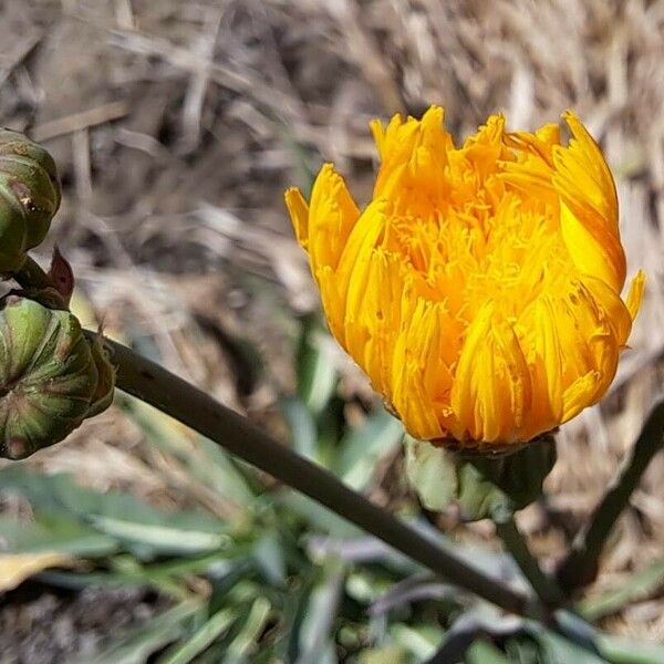 Sonchus maritimus 花