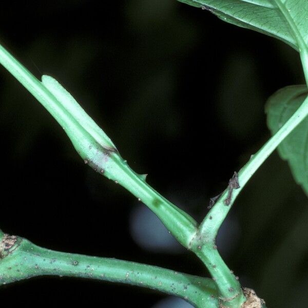 Leea aculeata