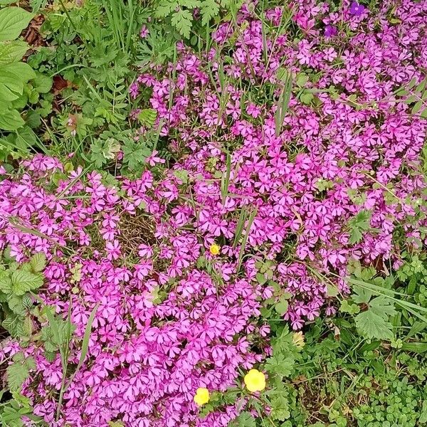 Phlox subulata Агульны выгляд