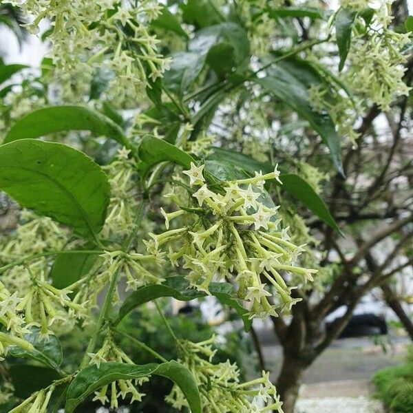 Cestrum nocturnum Flower