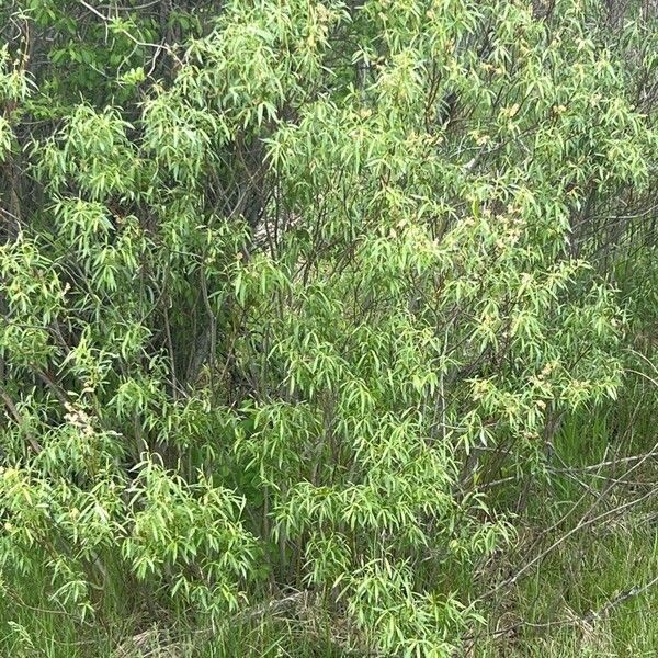 Salix humboldtiana Leaf