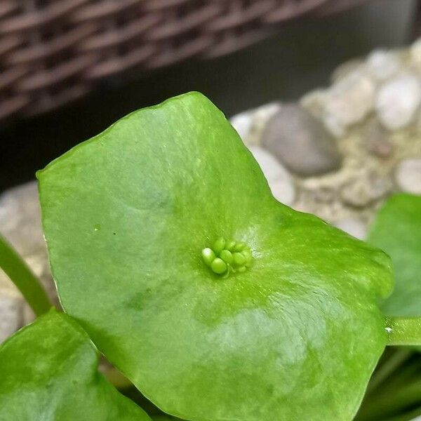 Claytonia perfoliata برگ