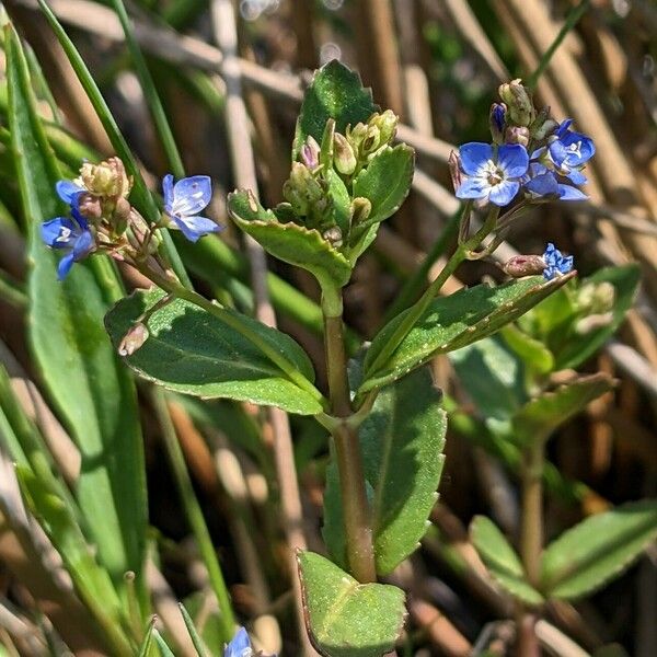 Veronica beccabunga Flower