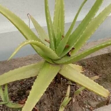 Aloe vera Blad