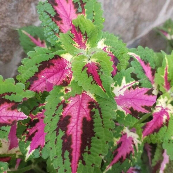 Coleus decurrens Лист