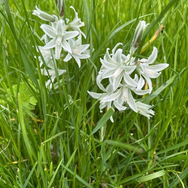 Ornithogalum nutans Kvet