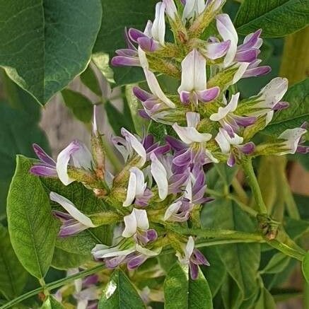 Glycyrrhiza glabra Λουλούδι