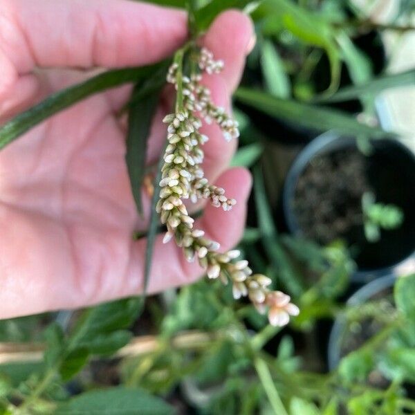 Persicaria lapathifolia 葉