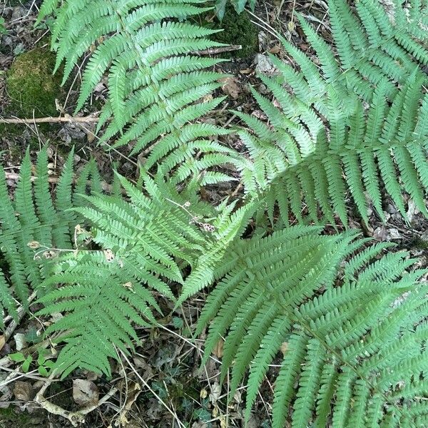 Dryopteris filix-mas Агульны выгляд