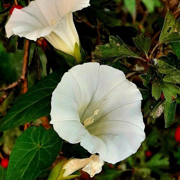 Convolvulus sepium Flor