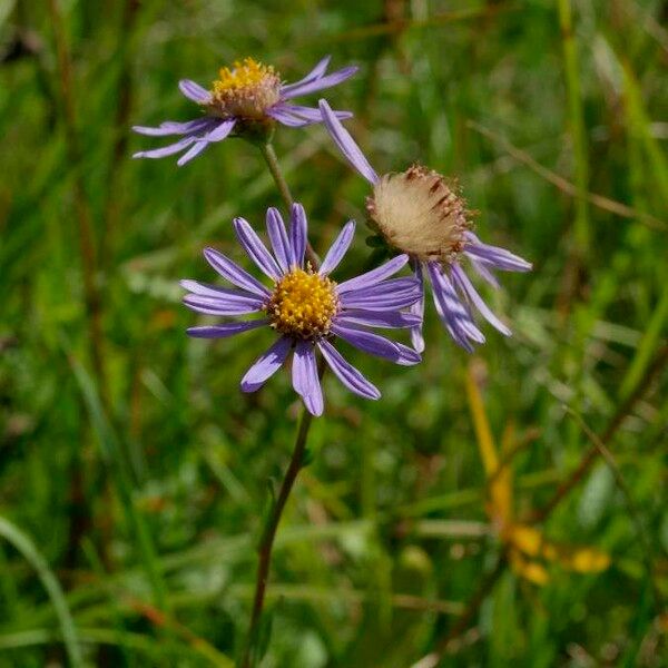 Aster amellus Flower