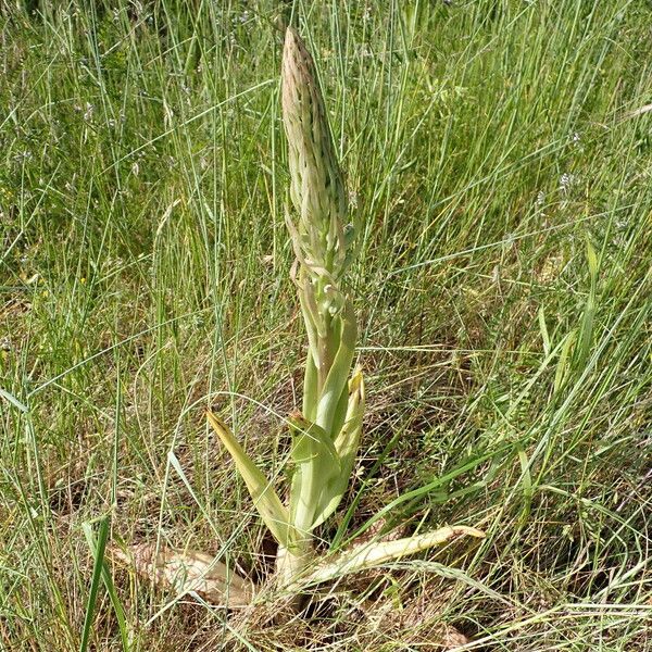 Himantoglossum hircinum Alkat (teljes növény)