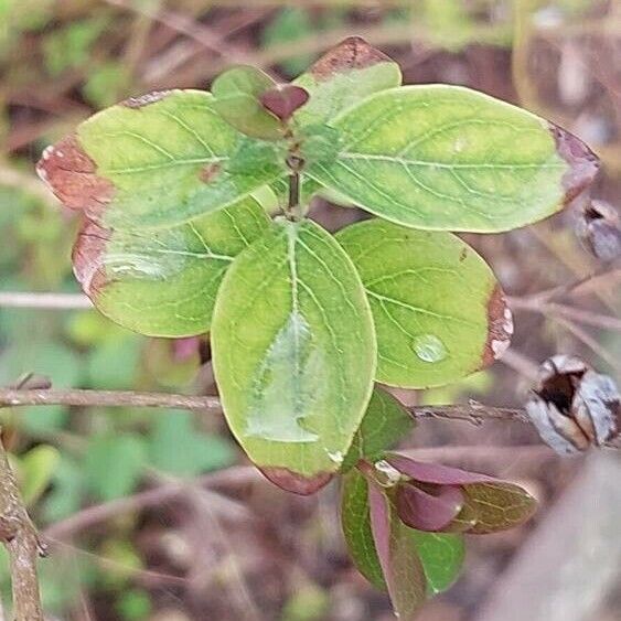 Hypericum hircinum Folio