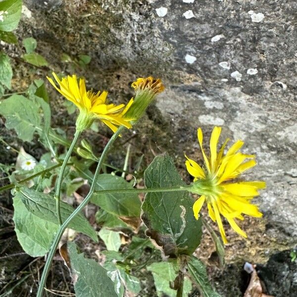 Crepis pyrenaica Blomst