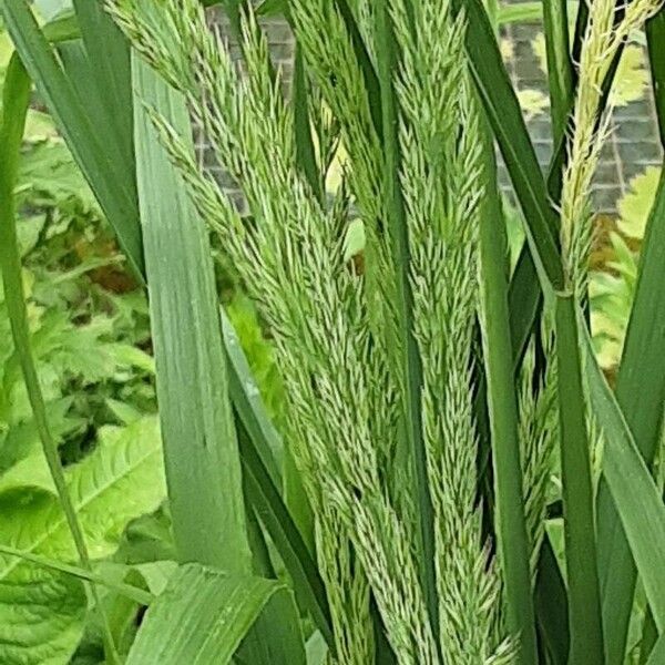 Calamagrostis epigejos Bloem