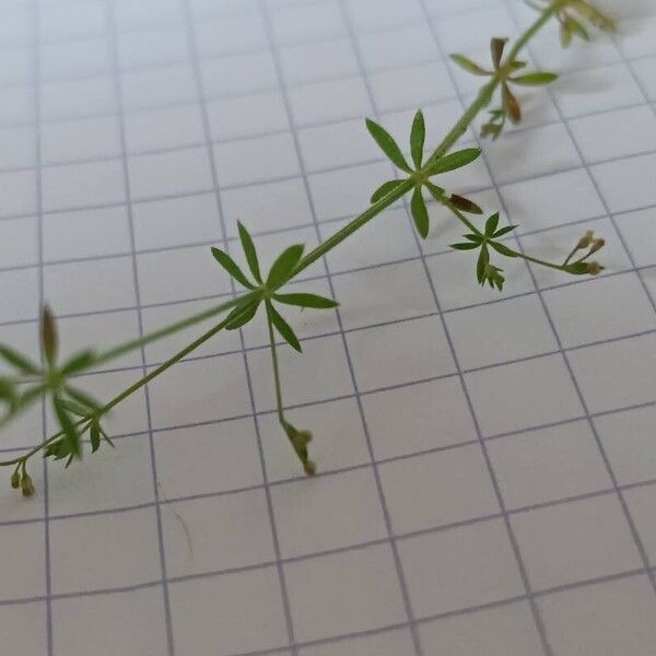 Galium parisiense Foglia