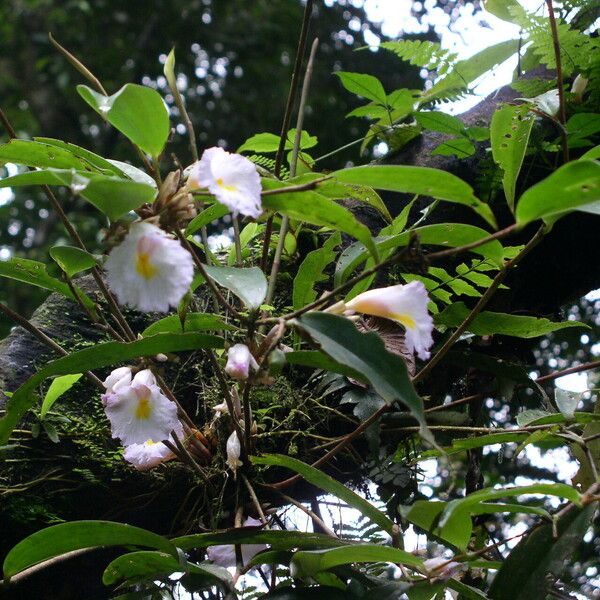 Costus lateriflorus 形態