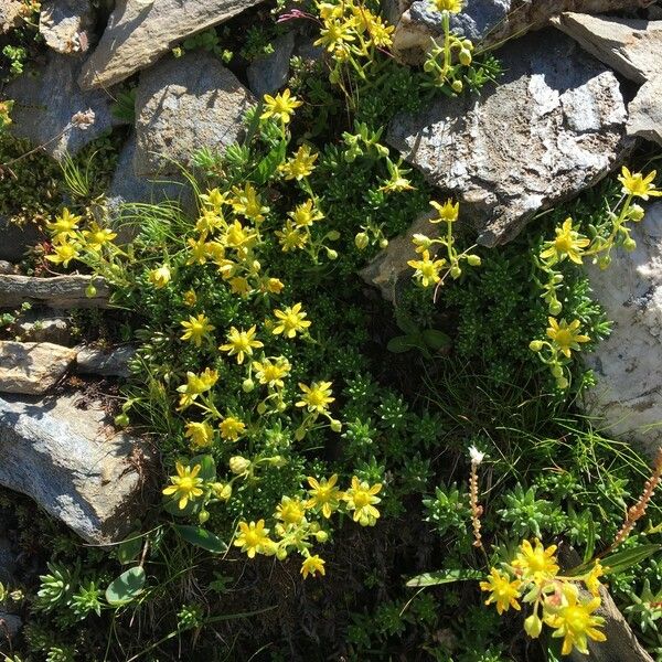 Saxifraga aizoides Hábito