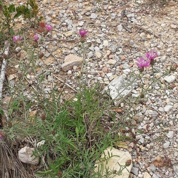 Centaurea hanryi Hábitos