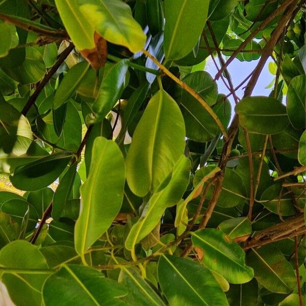 Calophyllum inophyllum Лист